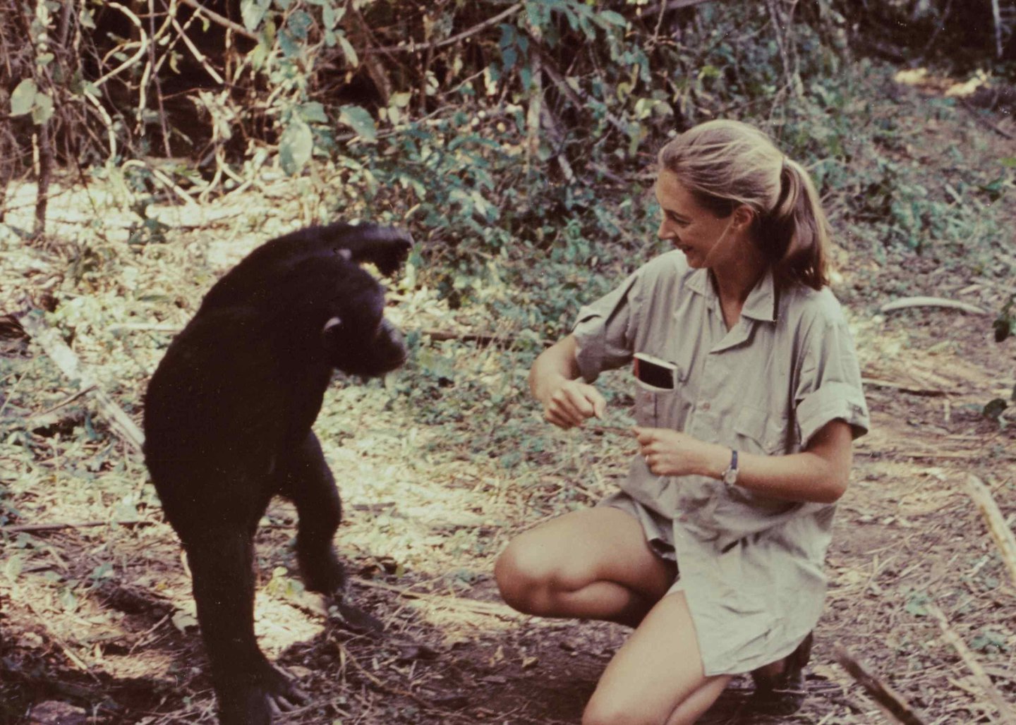 Aimé London_A Sisters' Almanac_December_Jane Goodall.jpg